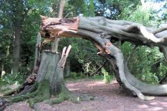 falling-tree