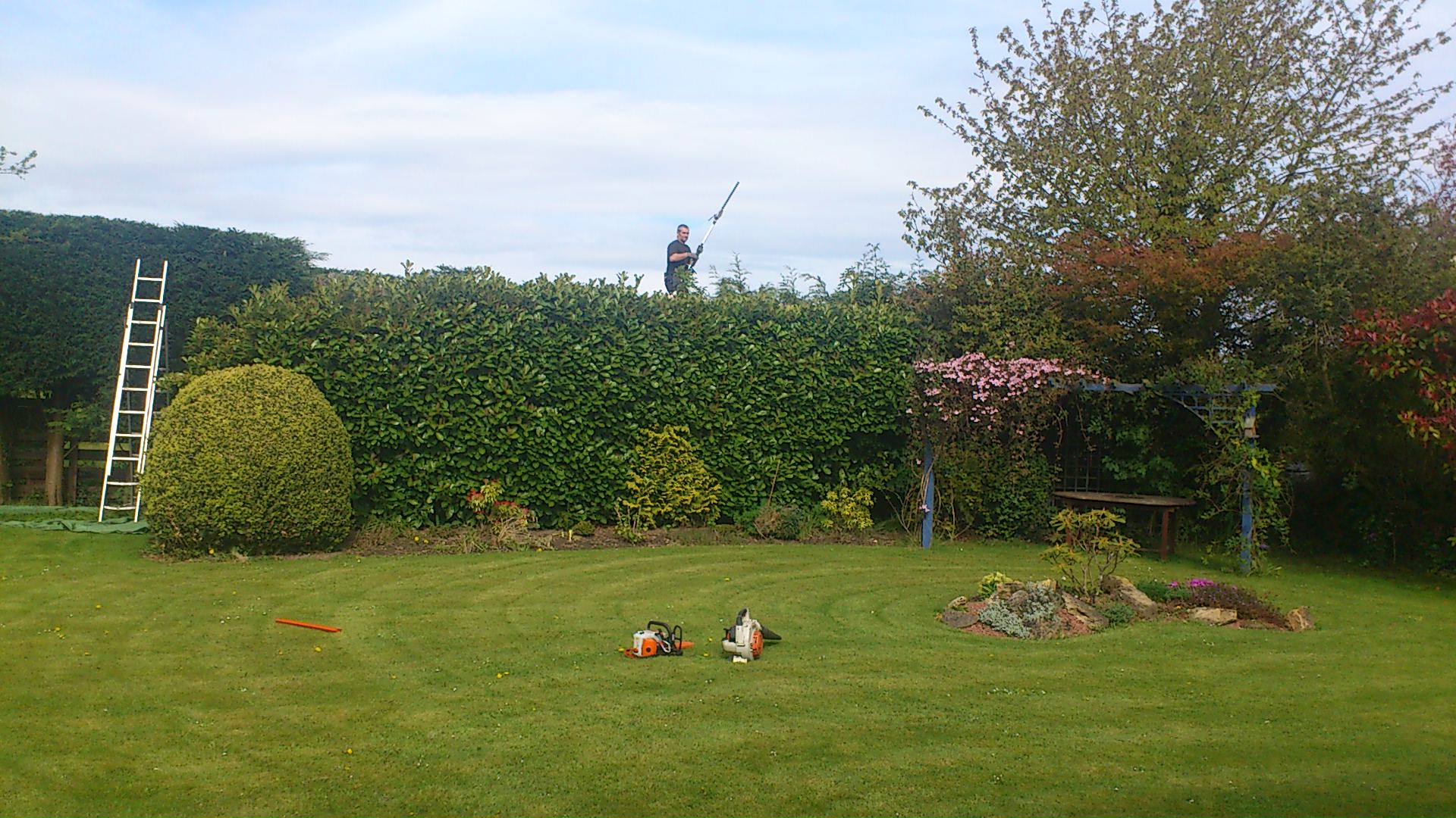 Hedge Trimming - Dickinson's Tree Services